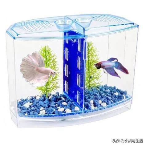 辦公室水族箱|在公司的辦公桌上如何養魚？需要考慮以下幾點